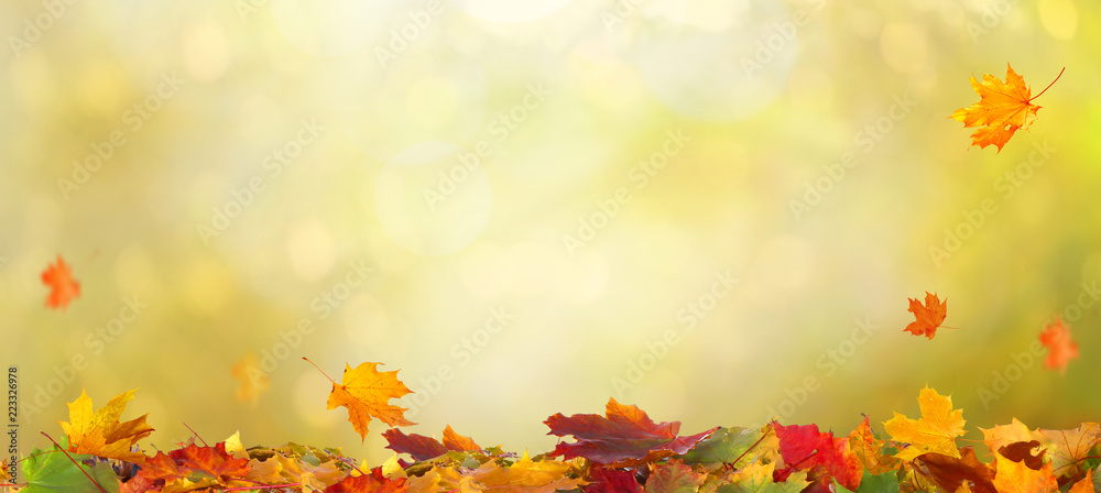 Autumn maple leaves .Beautiful autumn landscape with сolorful foliage. Falling leaves natural background - obrazy, fototapety, plakaty 