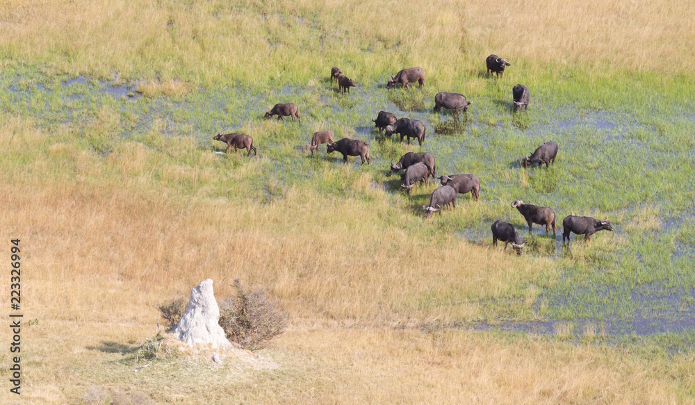 Water buffalo in the Okavango delta, Botswana - Aerial shot Water buffalo in the Okavango delta, Botswana - Aerial shot