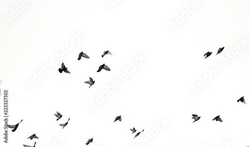 Birds fly in the sky © Виктория Большагина