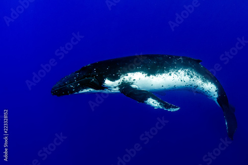 Humpback whale underwater in Moorea French Polynesia