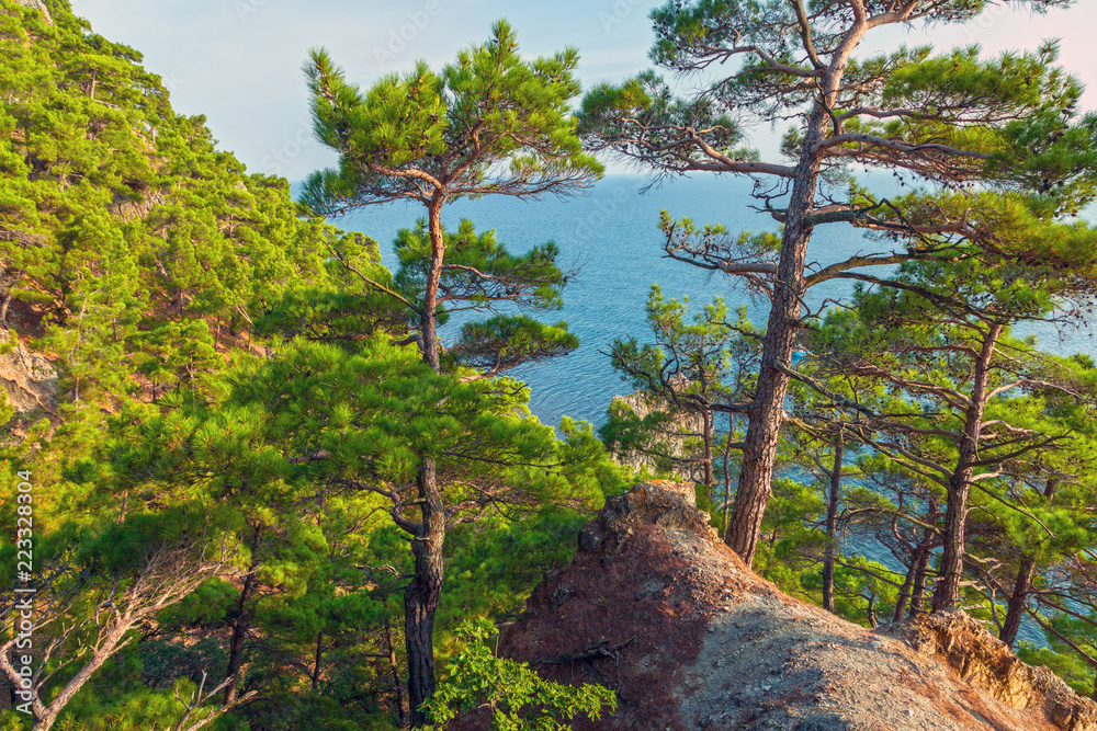 Fototapeta premium mountain landscape, pine forest on the rocks by the sea, A single rock in the sea is like a sailboat