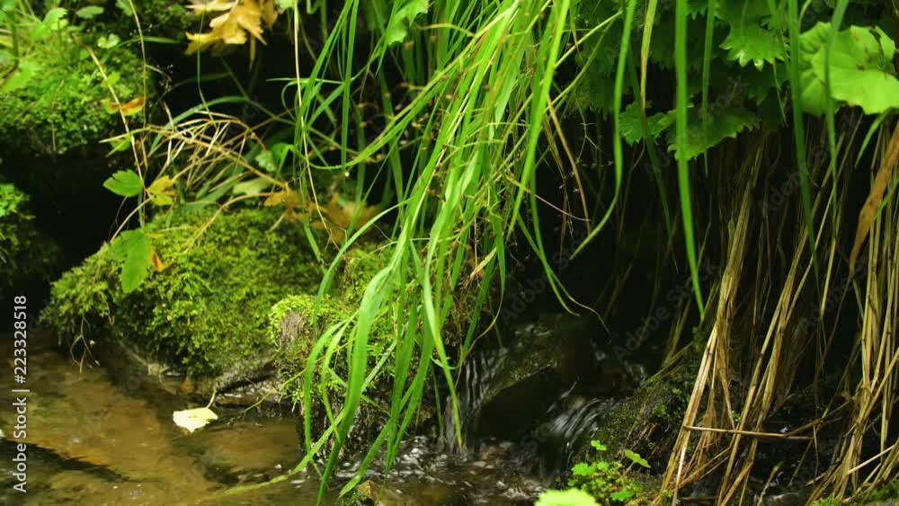 Clean creek in the forest near the waterfall. Summer weather, taiga nature, Russia, Siberia. Clean creek in the forest near the waterfall. Summer weather, taiga nature, Russia, Siberia.