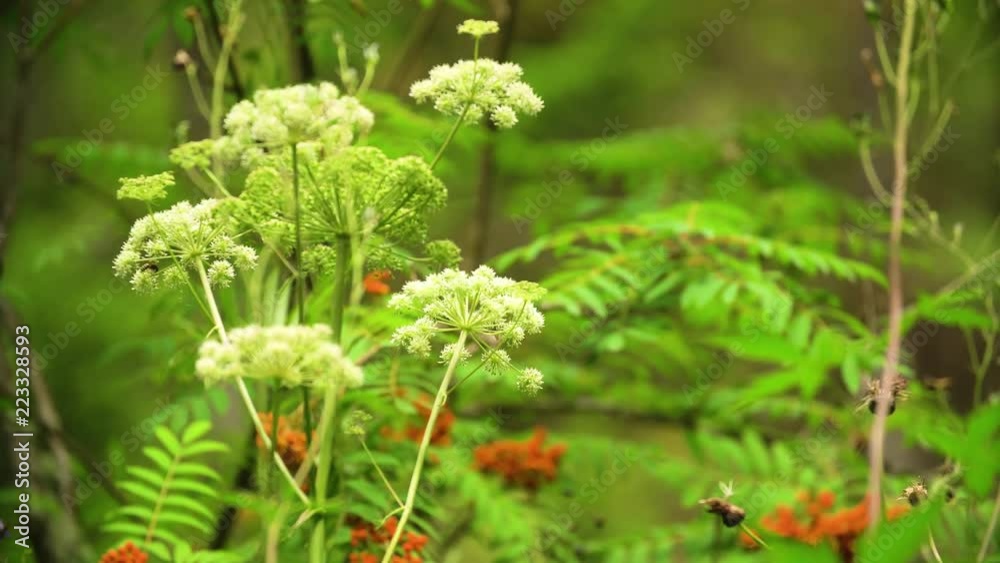 Green vegetation in the Siberian forest. Summer weather, taiga nature, Russia, Siberia. Green vegetation in the Siberian forest. Summer weather, taiga nature, Russia, Siberia.