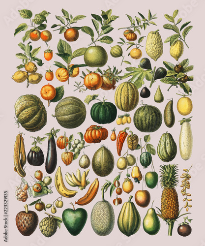 A vintage illustration of a wide variety of fruits and vegetables from the book, Nouveau Larousse Illustre (1898), by Larousse, Pierre, Augé and Claude, Digitally enhanced by rawpixel. photo