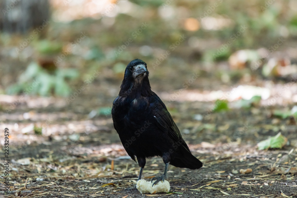 Fototapeta premium Black bird Raven or Black Crow or corvus corax. Raven in city garden. Crow is looking for food