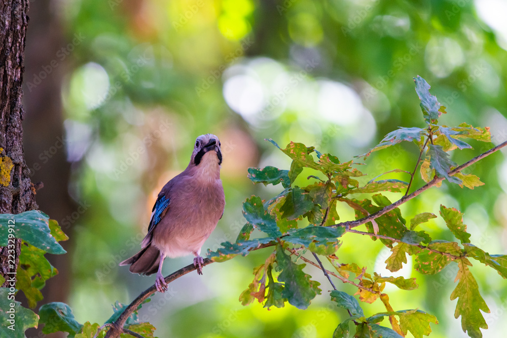 Eurasian jay or Garrulus glandarius in city park Eurasian jay or Garrulus glandarius in city park