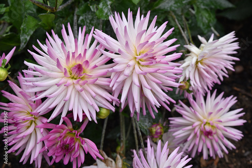 Fototapeta Naklejka Na Ścianę i Meble -  Dahlia cactus rose