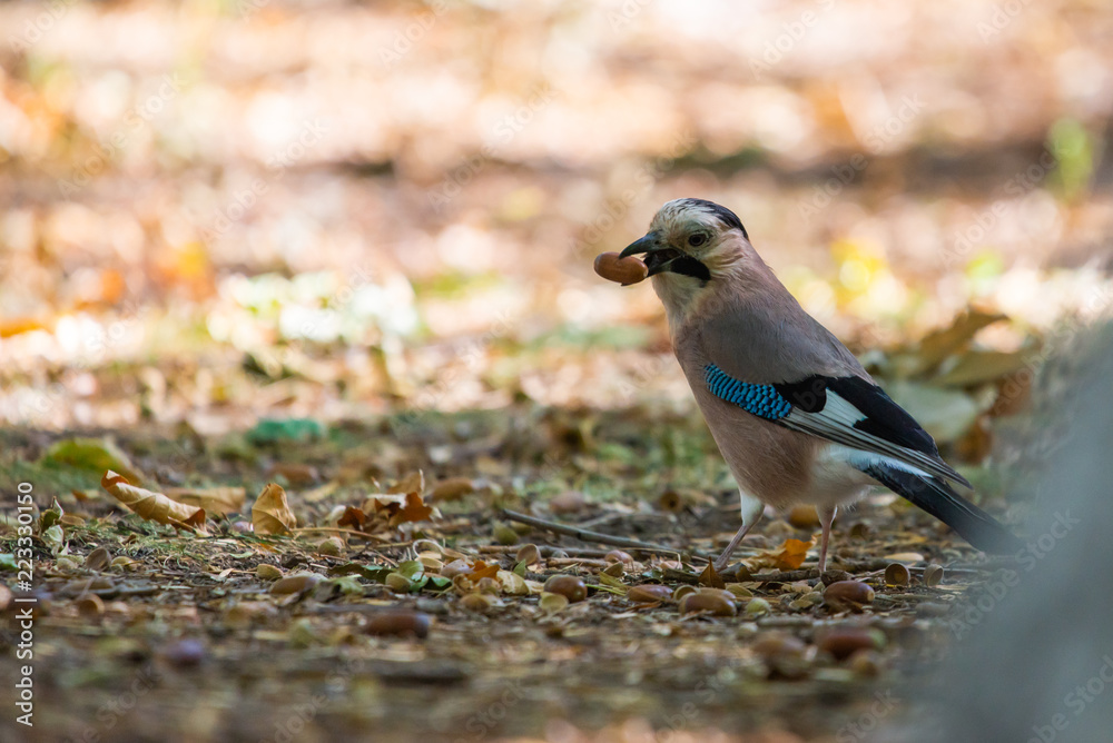 Obraz premium Eurasian jay or Garrulus glandarius in city park