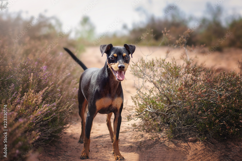 Hund Zwergpinscher Pinscher in der Mehlinger Heide im Sommer bei Sonnenschein Hund Zwergpinscher Pinscher in der Mehlinger Heide im Sommer bei Sonnenschein