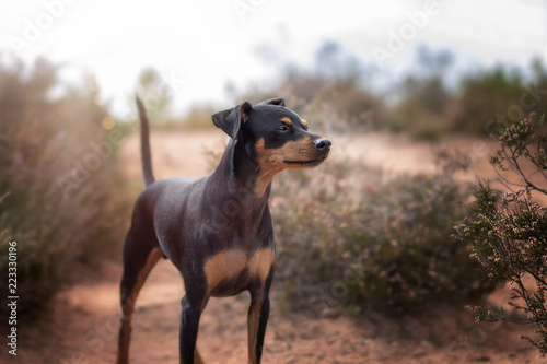 Hund Zwergpinscher Pinscher in der Mehlinger Heide im Sommer bei Sonnenschein