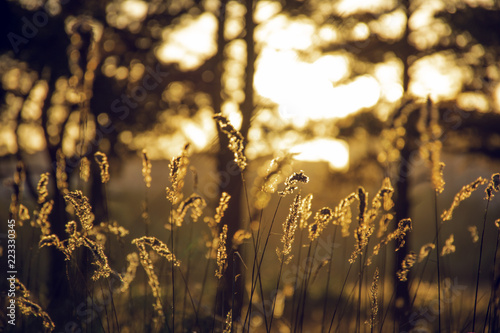 Golden grass © Yaroslav