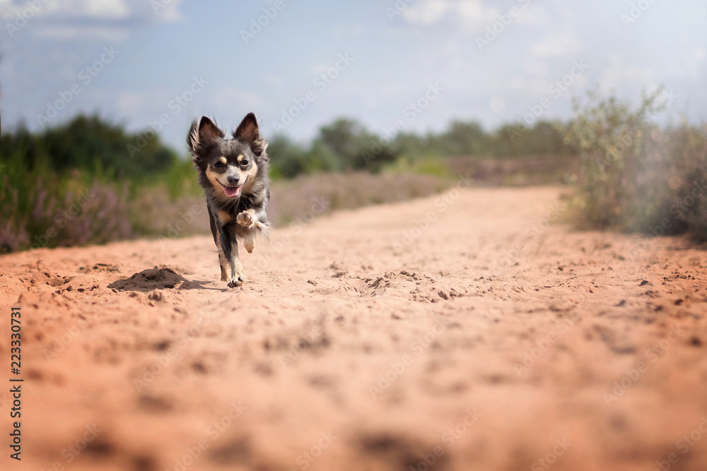 Hund Chihuahua in der mehlinger Heide im Sommer bei sonnenschein