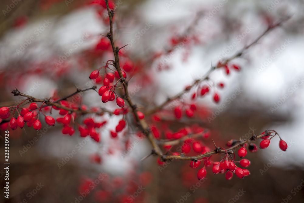 Autumn Landscape, Red Berries Barberry, branches in the ice, late autumn, Berries in the fall on the first snow