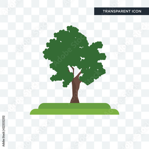 Shagbark Hickory tree vector icon isolated on transparent background, Shagbark Hickory tree logo design photo