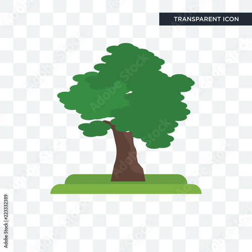 Sycamore tree vector icon isolated on transparent background, Sycamore tree logo design