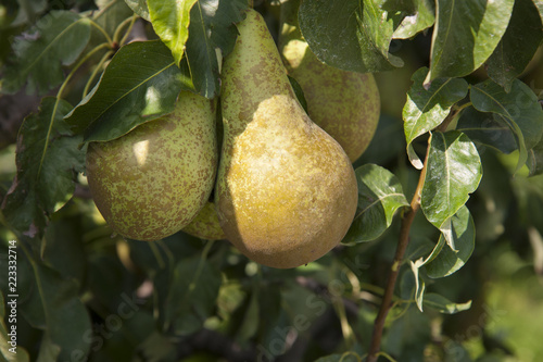 Tree with fresh green pears