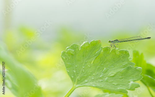 Dragonfly on leaf Celery natural background. hydroponic vegetable on garden farm, with copy space for your text.