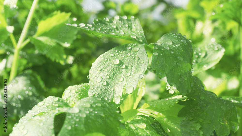 Celery fresh dew on the leaves in the morning green vegetables hydroponics ,close up.. Celery fresh dew on the leaves in the morning green vegetables hydroponics ,close up..