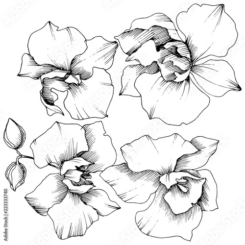 Vector tropical orchid flower. Floral botanical flower. Isolated illustration element. Vector wildflower for background, texture, wrapper pattern, frame or border.