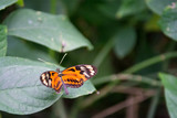 Orange and black butterfly on tropical green leaf