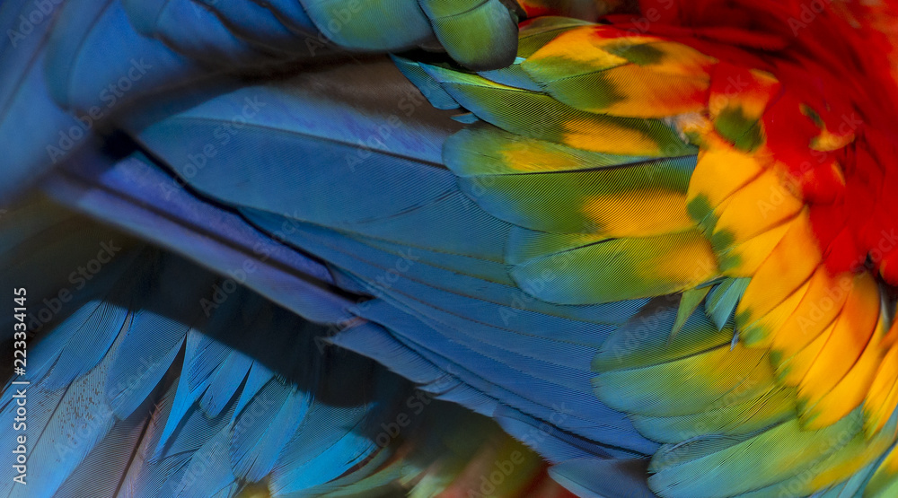 Obraz premium Close up Colorful of Scarlet macaw bird's feathers with red yellow orange and blue shades, exotic nature background and texture
