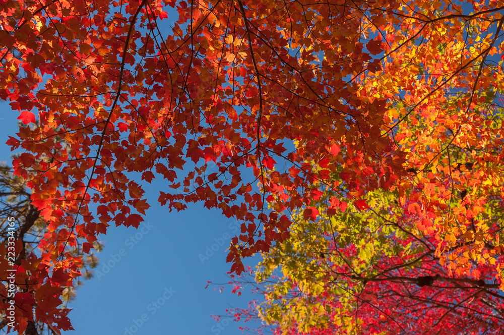 autumn yellow, red leaves with branches against the blue sky.
autumn yellow, red leaves with branches against the blue sky.