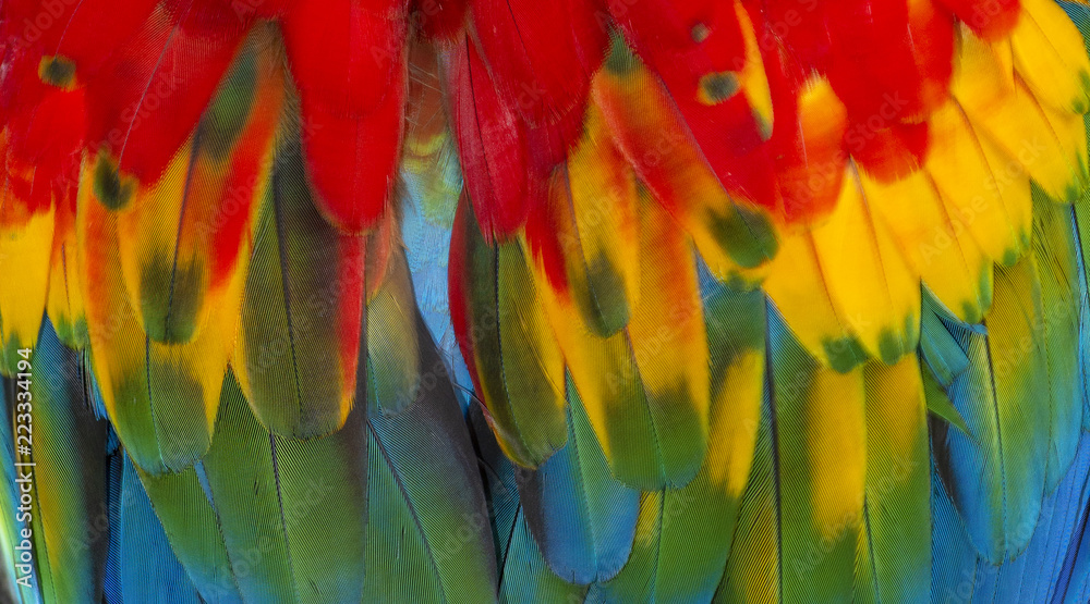 Fototapeta Zamyka w górę Kolorowego Scarlet ary ptaka piórka z czerwonymi żółtymi pomarańczowymi i błękitnymi cieniami, egzotycznym natury tłem i teksturą ,.