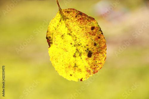 autumn yellow leaf on nature background