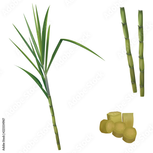 Fresh sugarcane