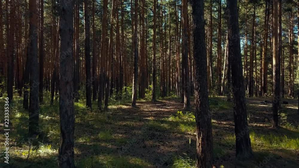 Aerial extreme drone flight between pine trees, sunny evening in a beautiful mixed forest, flying near the trunks Aerial extreme drone flight between pine trees, sunny evening in a beautiful mixed forest, flying near the trunks