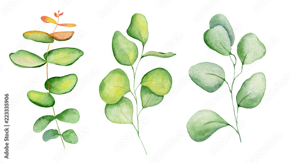 Watercolor eucaliptus leaves set Hand drawn illustration