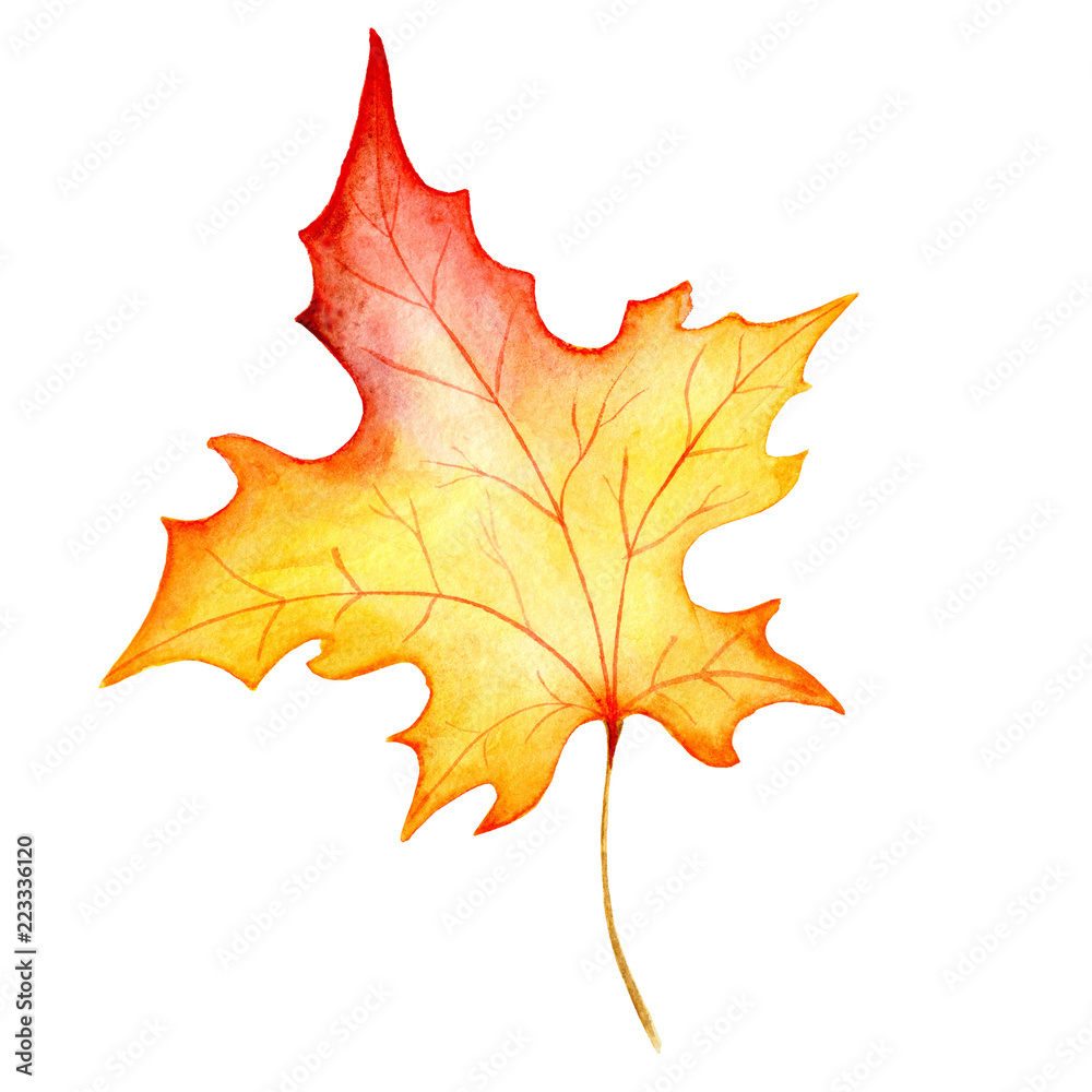 Watercolo hand drawn maple leaf isolated on the white background Watercolo hand drawn maple leaf isolated on the white background