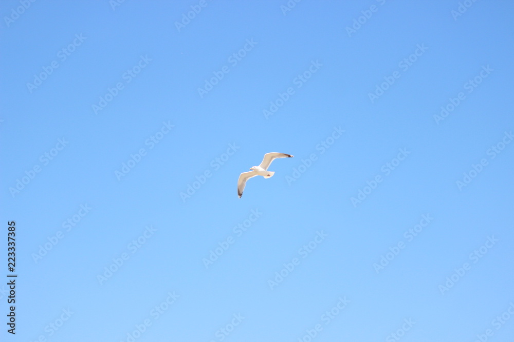 Mouette en train de voler, normandie Mouette en train de voler, normandie