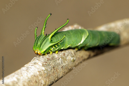 Foto Image of Caterpillar of common nawab butterfly (Polyura athamas) or Dragon-Headed Caterpillar on nature background
