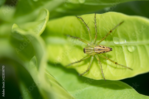 Image of Malagasy green lynx spider (Peucetia madagascariensis) on green leaf. Insect. Animal.