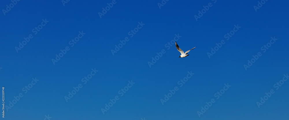 A Baltic Sea Gull in the Blue Sky