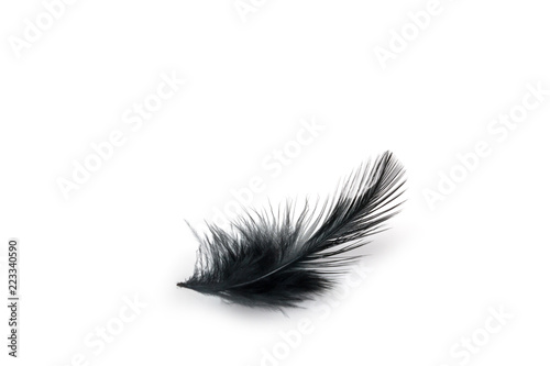Black bird feather