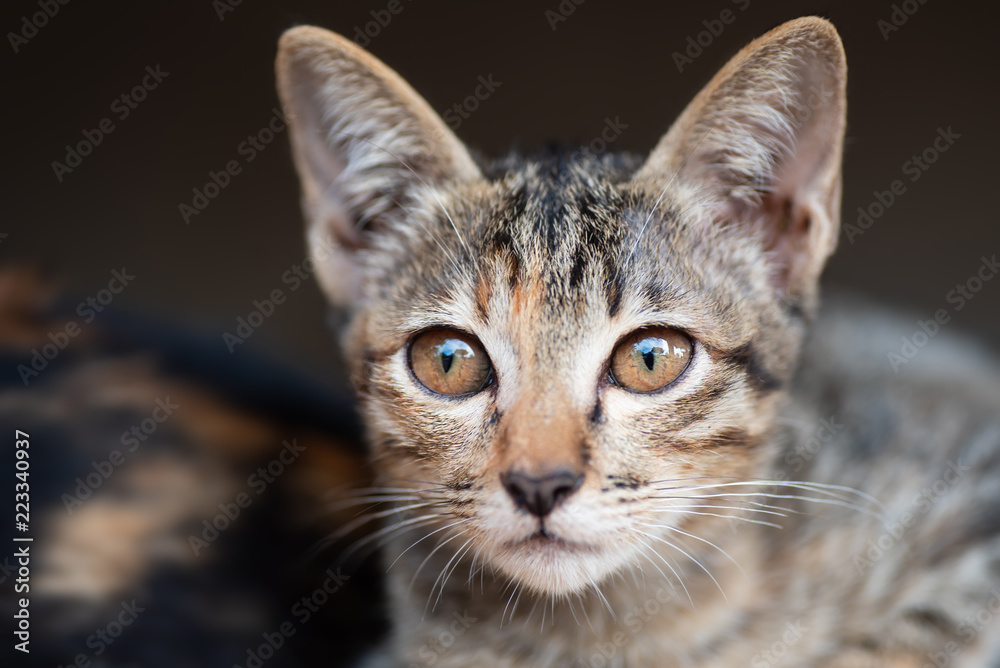 Close up of tabby kitten looking something