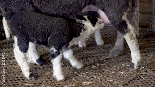 Black and white lamb drinking milk from mother sheep_slomo photo