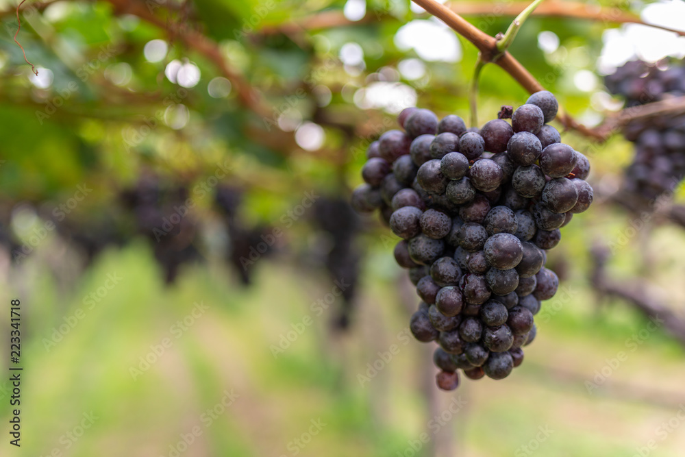 Grappoli d’uva nera sulla vite nel vigneto