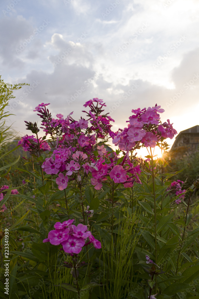 Fototapeta premium Flowers phlox in the grass at sunset of a summer day with a wooden cottage in the background.