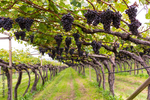 Grappoli d’uva nera sulla vite nel vigneto photo