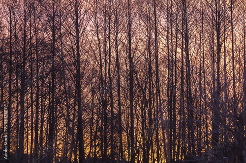 Romantic sunset with a view through the trees