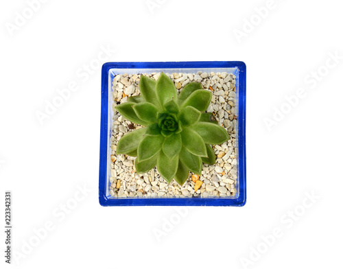 Succulent Anacampseros lanceolata,Closeup of succulents plants in pot isolated on white. photo