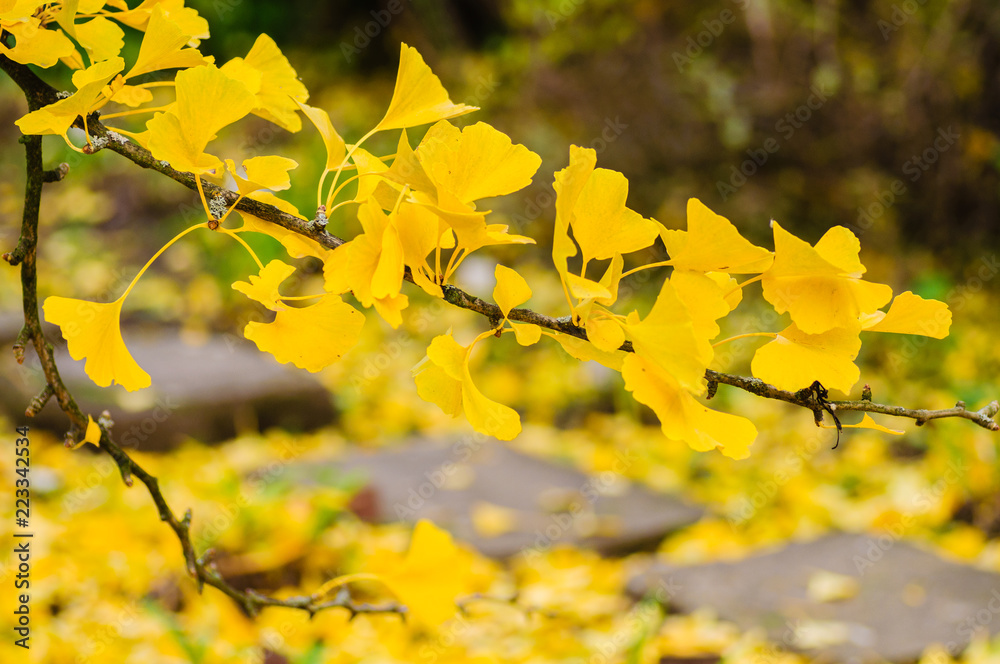 Autumn yellow ginkgo leafs. Branch on tree. Autumn yellow ginkgo leafs. Branch on tree.