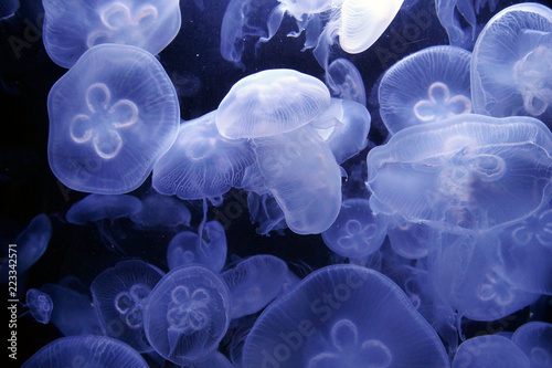 Portrait of some jellyfish  swimming in the water of a big aquarium. Concept: nature, freedom, dangerous photo