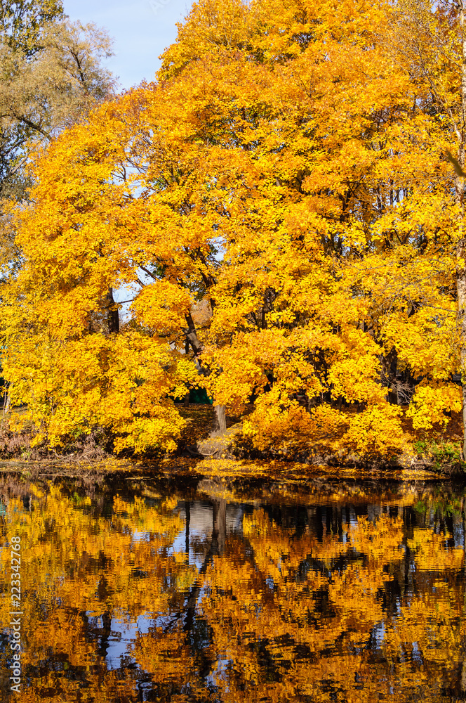 Autumn landscape of a river and yellow trees.