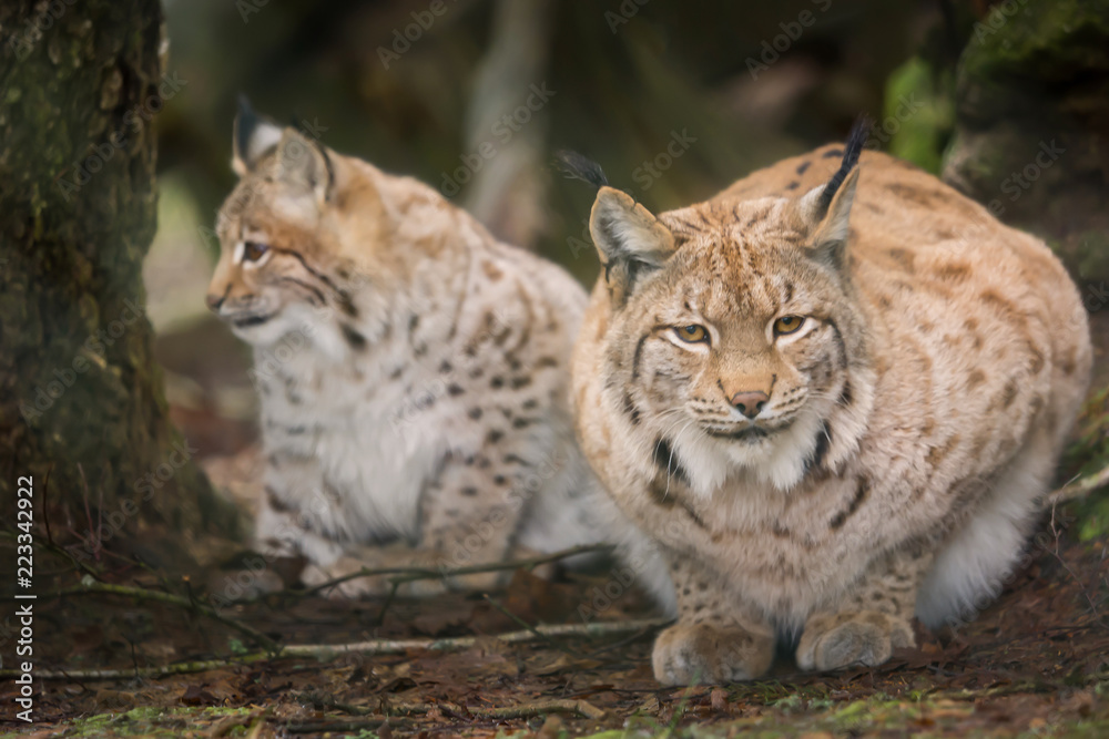 Two lynxes are waiting tensely in the forest Two lynxes are waiting tensely in the forest