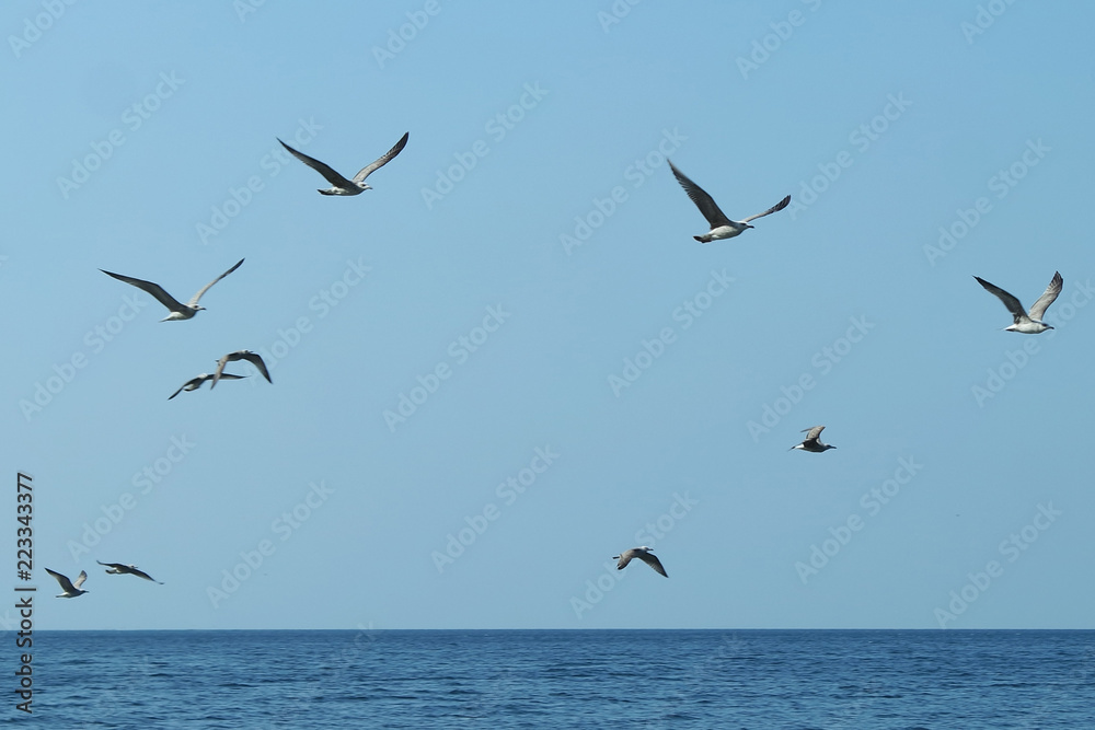see gulls on the sky