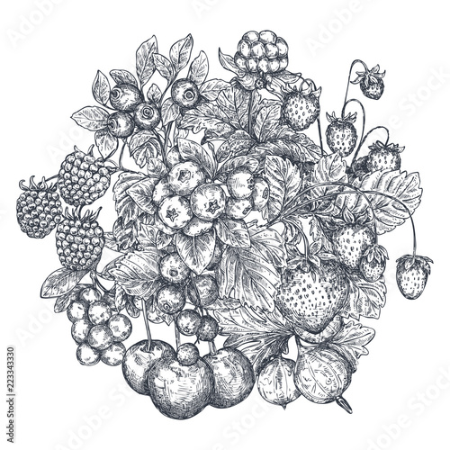 Vector illustration of hand drawn vector berries.